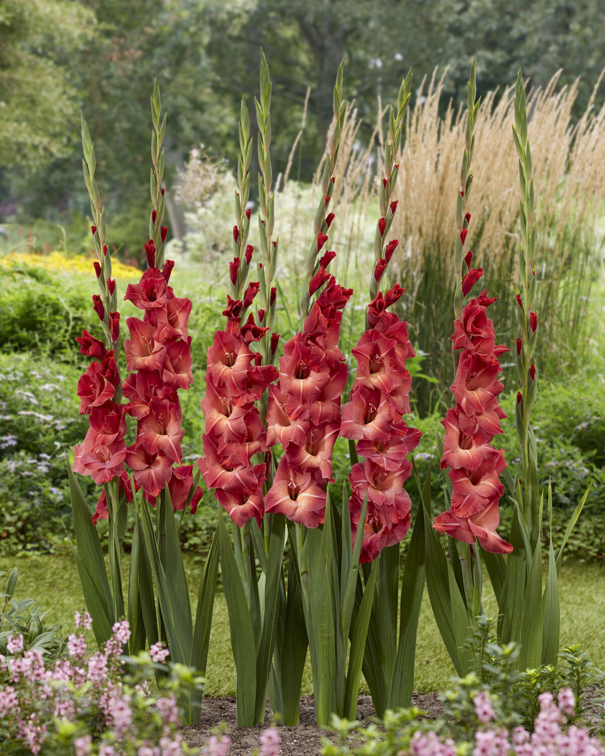 Gladiolus 'Mohican'